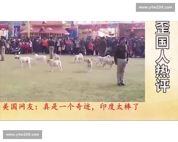 《勇敢与智慧的较量 全能军犬展现卓越本领的竞技盛宴》